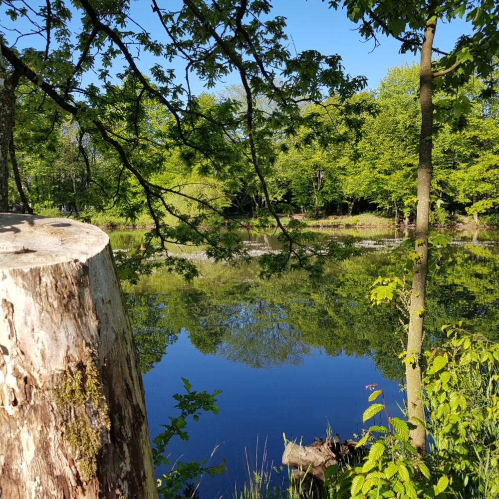 Impressionen See - Waldhaus - Buche deine Waldhauszeit